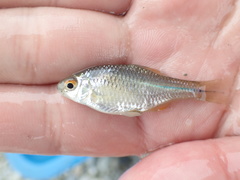 Paratanakia himantegus