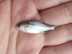 Paratanakia himantegus