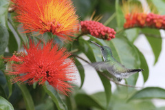 Chrysuronia leucogaster