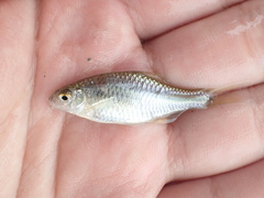 Paratanakia himantegus