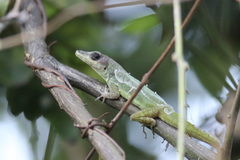 Anolis aeneus