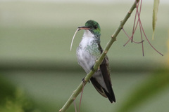 Chrysuronia leucogaster