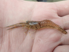 Macrobrachium formosense