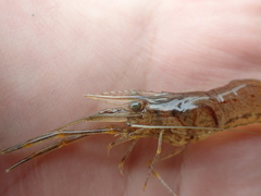 Macrobrachium formosense