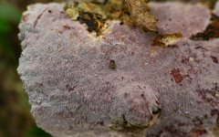 Grammothele subargentea