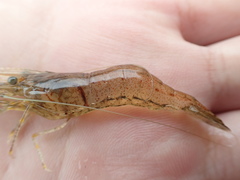 Macrobrachium formosense