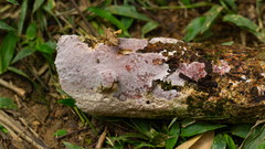 Grammothele subargentea