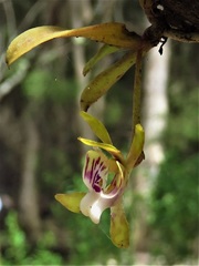 Sarcochilus australis