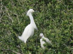 Egretta thula