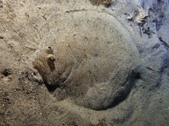 Pseudorhombus jenynsii