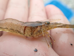 Macrobrachium formosense