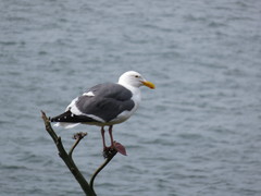 Larus occidentalis
