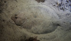 Pseudorhombus jenynsii