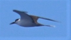 Onychoprion fuscatus