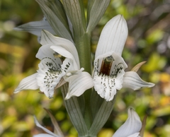 Chloraea piquichen