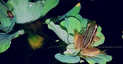Hylarana erythraea