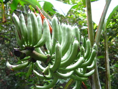 Musa banksii