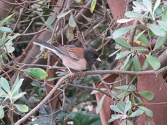 Junco hyemalis