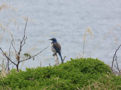 Aphelocoma californica