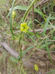 Leichhardtia viridiflora