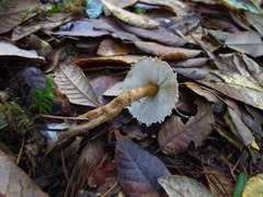 Cystoderma carcharias fallax