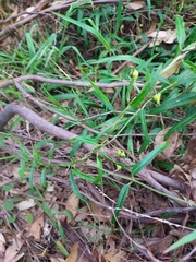 Leichhardtia viridiflora