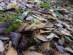 Cystoderma carcharias fallax