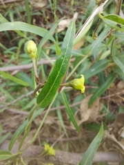 Leichhardtia viridiflora