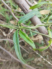 Leichhardtia viridiflora