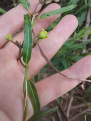 Leichhardtia viridiflora