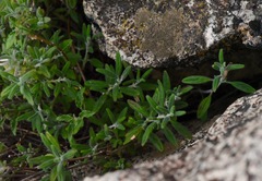 Monardella hypoleuca lanata