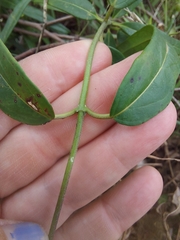Leichhardtia viridiflora