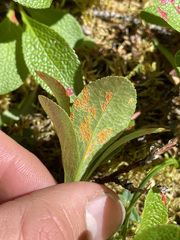 Chrysomyxa arctostaphyli