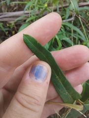 Leichhardtia viridiflora
