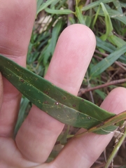 Leichhardtia viridiflora