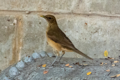 Turdus grayi