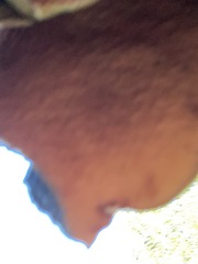 Rubroboletus eastwoodiae