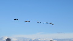 Pelecanus occidentalis