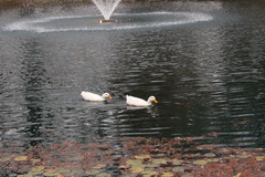Anas platyrhynchos domesticus