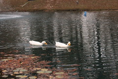 Anas platyrhynchos domesticus