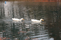 Anas platyrhynchos domesticus