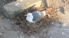 Larus occidentalis