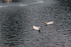 Anas platyrhynchos domesticus