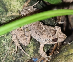 Leptodactylus validus
