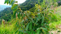 Annona crassiflora