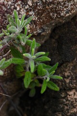 Monardella hypoleuca lanata