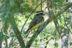 Pitangus sulphuratus