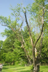 Salix babylonica tortuosa