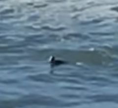 Melanitta perspicillata