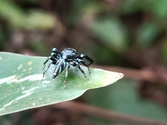 Thiania bhamoensis